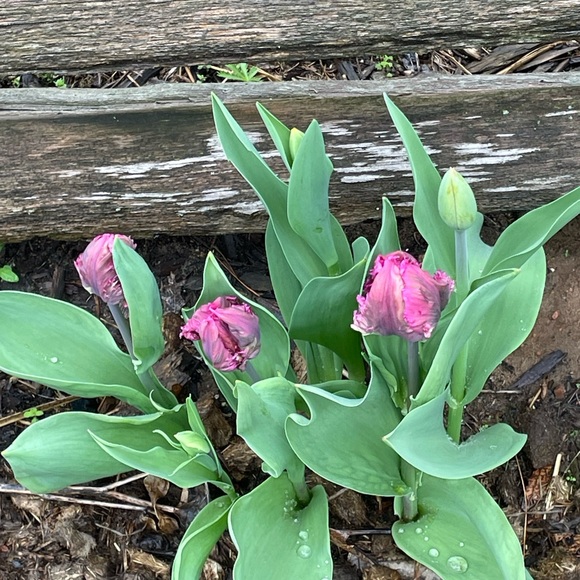 Meet your Posher, Kathy - Picture 9 of 11